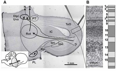 Anatomy and Physiology of Neurons in Layer 9 of the Chicken Optic Tectum